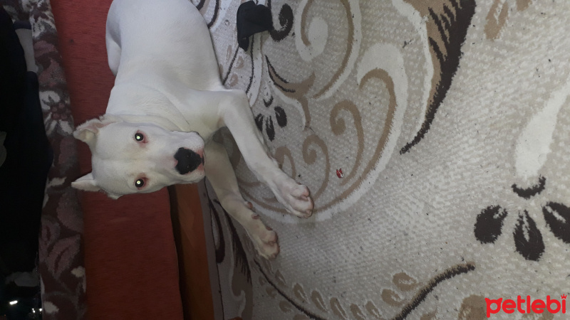 Dogo Arjantin, Köpek  Cesur fotoğrafı