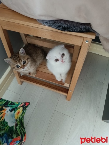 Van Kedisi, Kedi  PİŞMANİYE VE ŞİMŞEK fotoğrafı