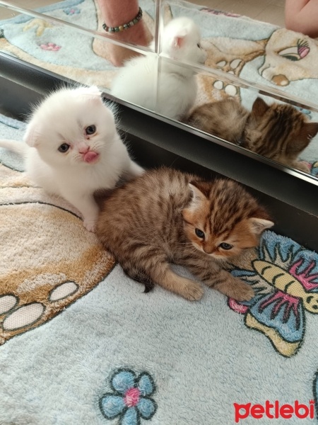 Van Kedisi, Kedi  PİŞMANİYE VE ŞİMŞEK fotoğrafı