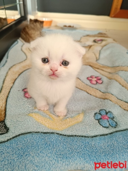 Van Kedisi, Kedi  PİŞMANİYE VE ŞİMŞEK fotoğrafı