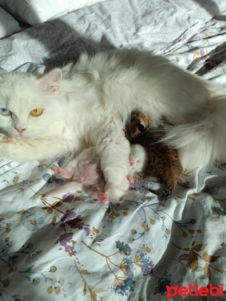 Van Kedisi, Kedi  PİŞMANİYE VE ŞİMŞEK fotoğrafı