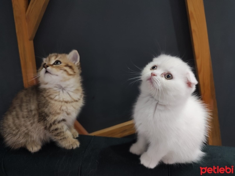 Van Kedisi, Kedi  PİŞMANİYE VE ŞİMŞEK fotoğrafı