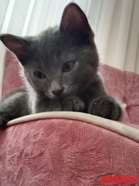 Scottish Fold, Kedi  çakır fotoğrafı