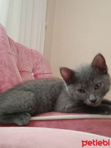 Scottish Fold, Kedi  çakır fotoğrafı
