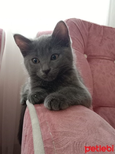 Scottish Fold, Kedi  çakır fotoğrafı