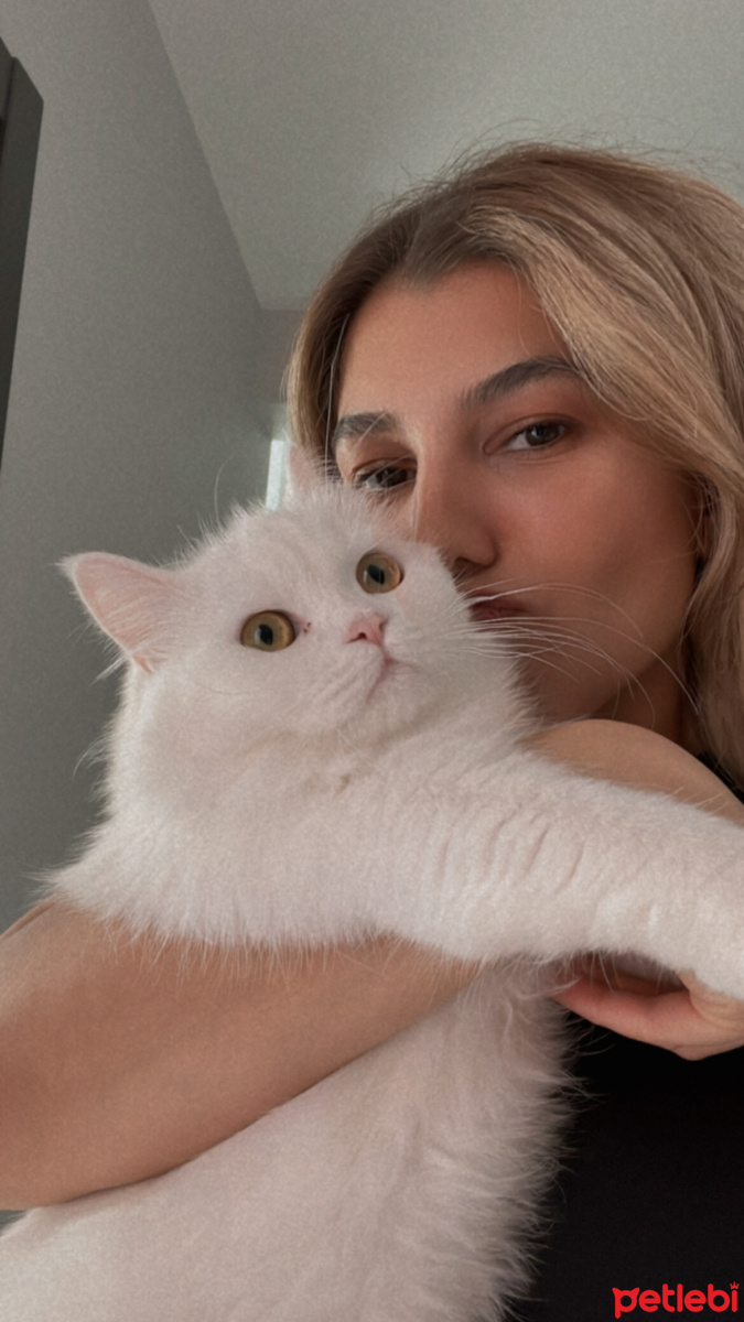 Ankara Kedisi, Kedi  Leydi fotoğrafı