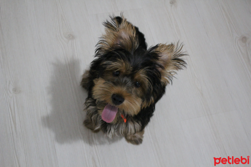 Yorkshire Terrier, Köpek  Alaska fotoğrafı