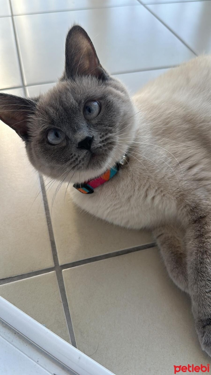 British Shorthair, Kedi  Luna fotoğrafı