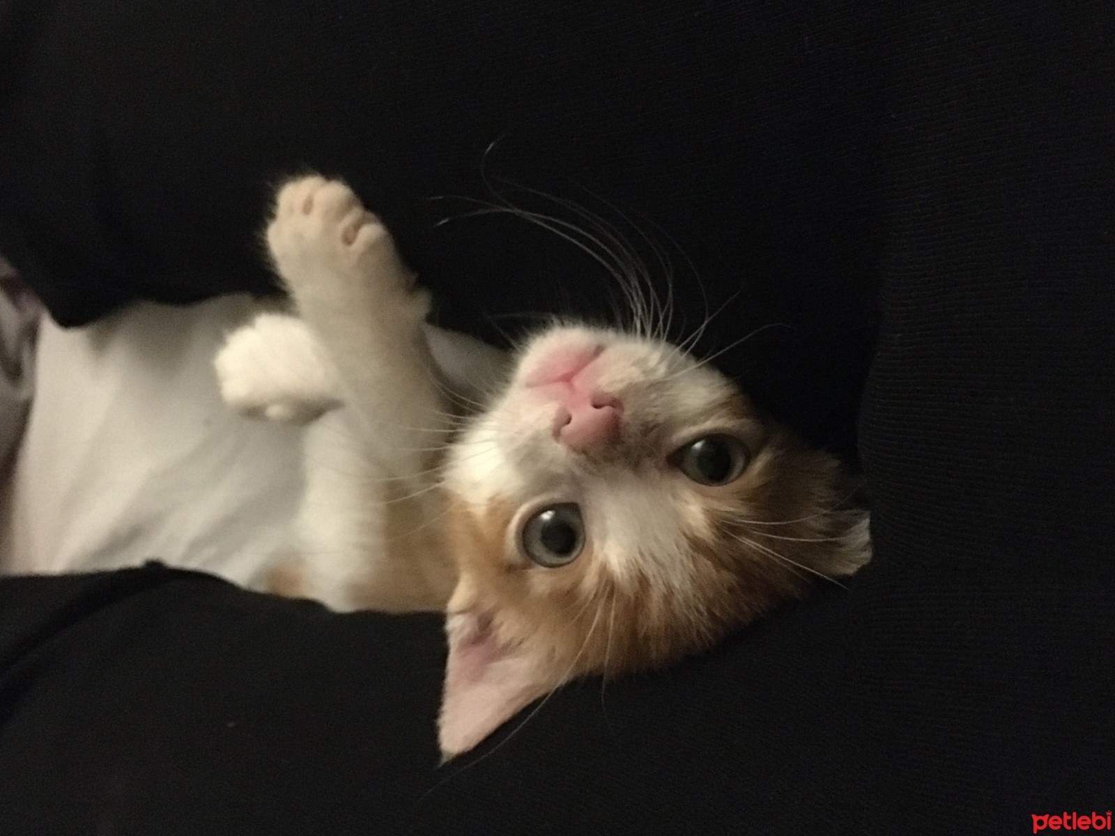 Sarman, Kedi  jelibon fotoğrafı