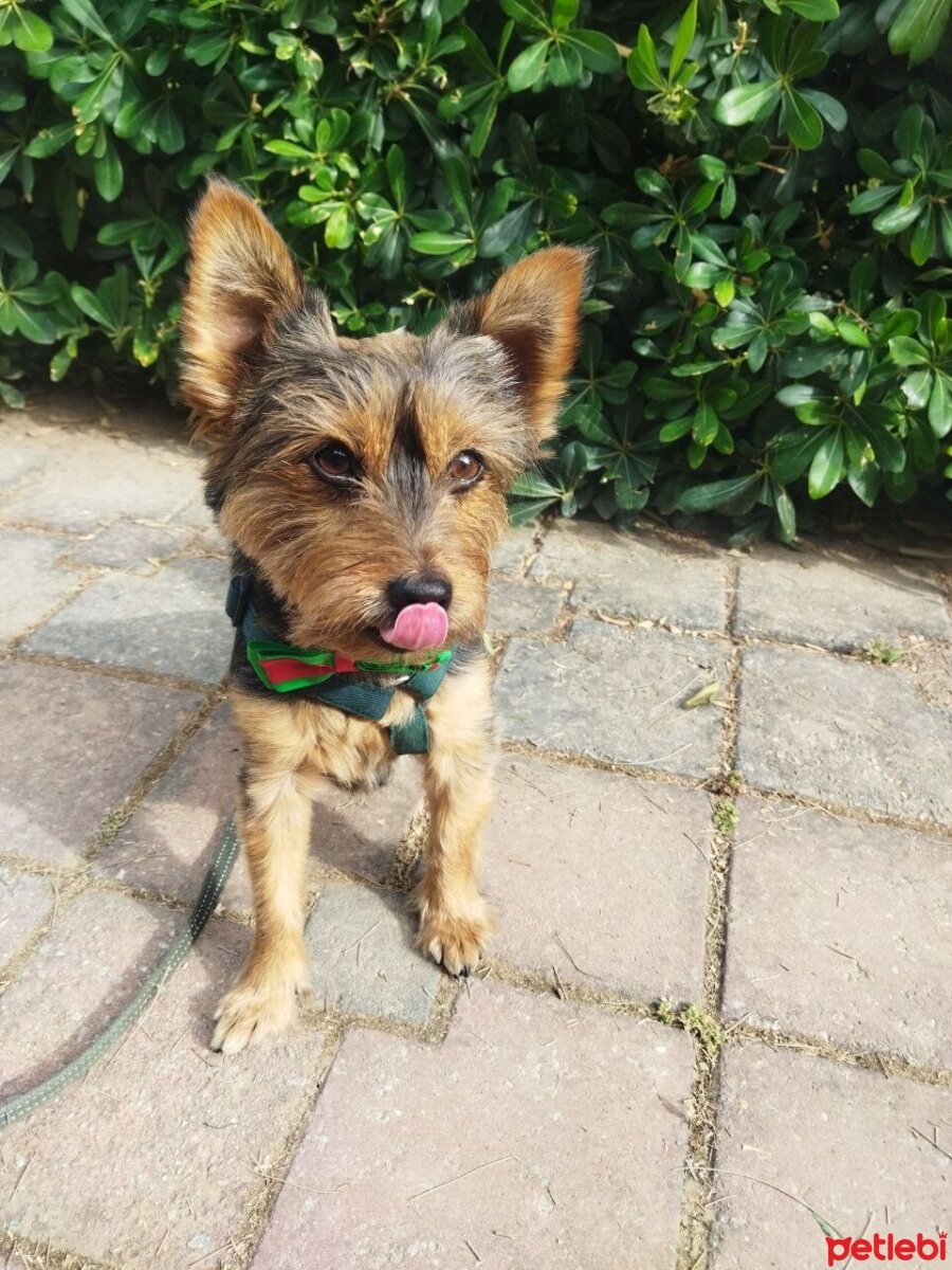 Yorkshire Terrier, Köpek  Rony fotoğrafı