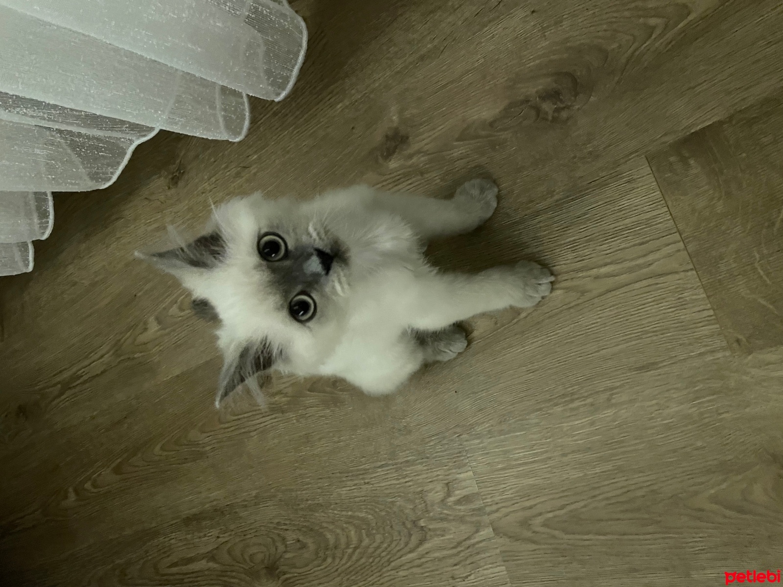 Siyam Kedisi, Kedi  İnci fotoğrafı