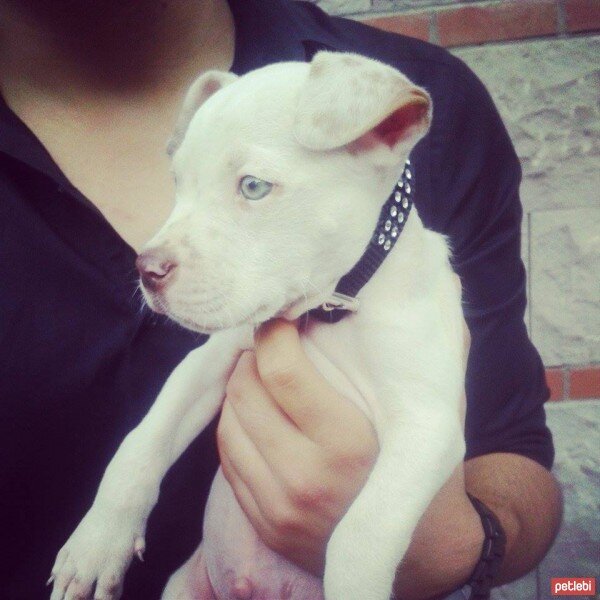 Amerikan Pitbull Terrier, Köpek  Casper fotoğrafı