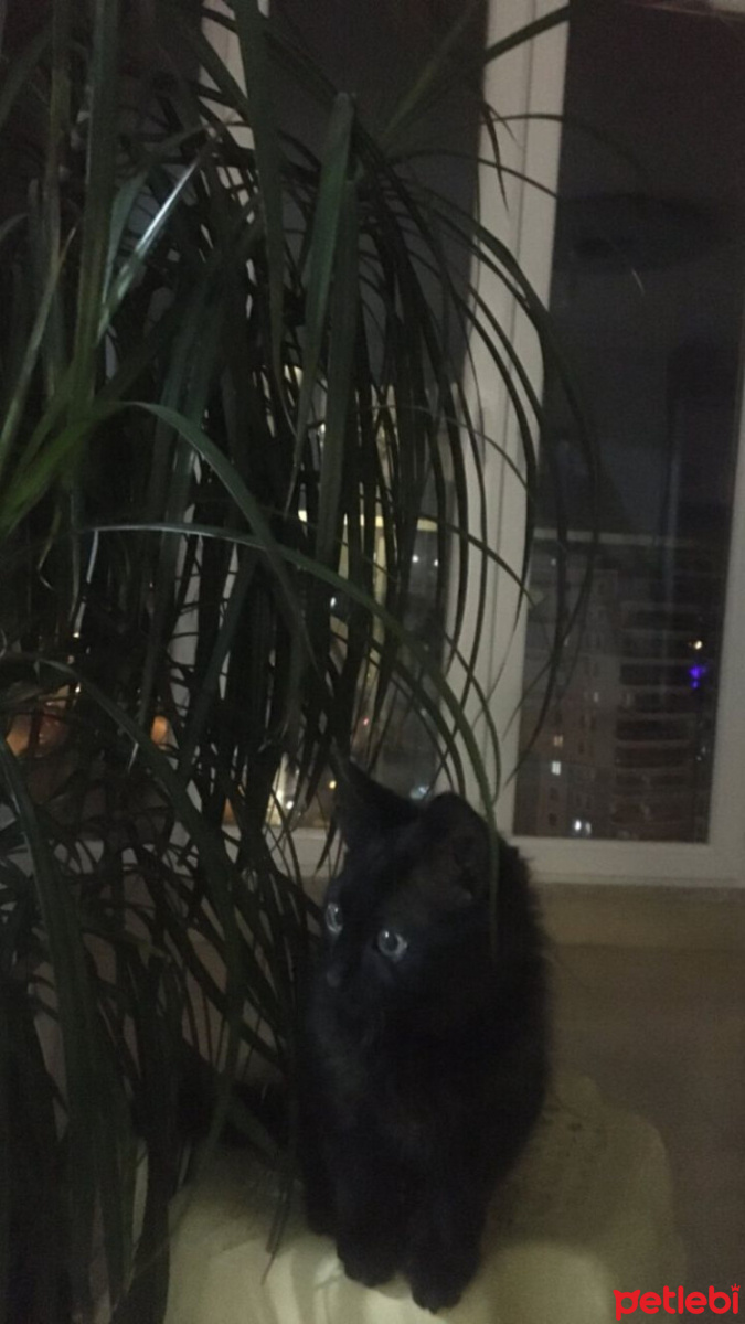 Bombay, Kedi  Gres fotoğrafı