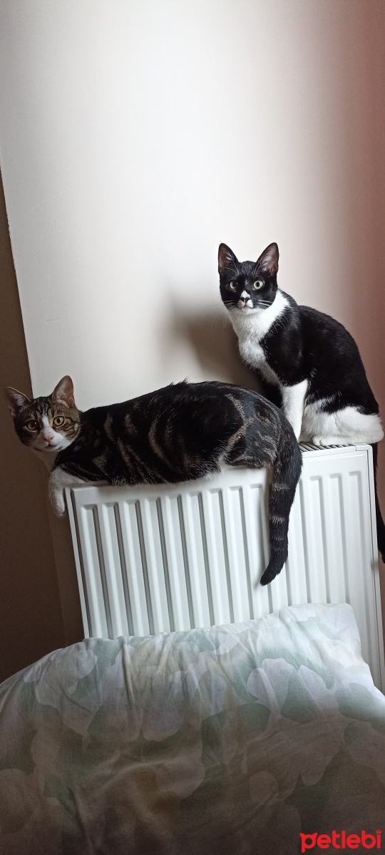 Tekir Kedi, Kedi  Oğlum fotoğrafı