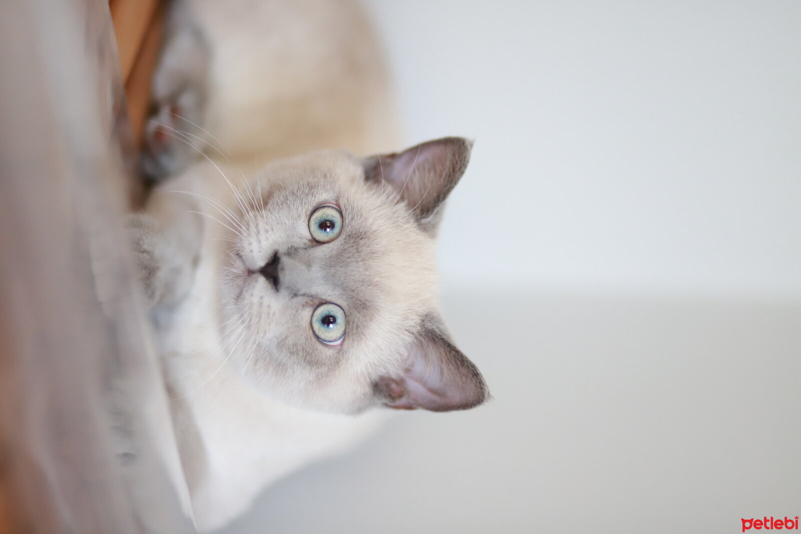 British Shorthair, Kedi  Herkül fotoğrafı