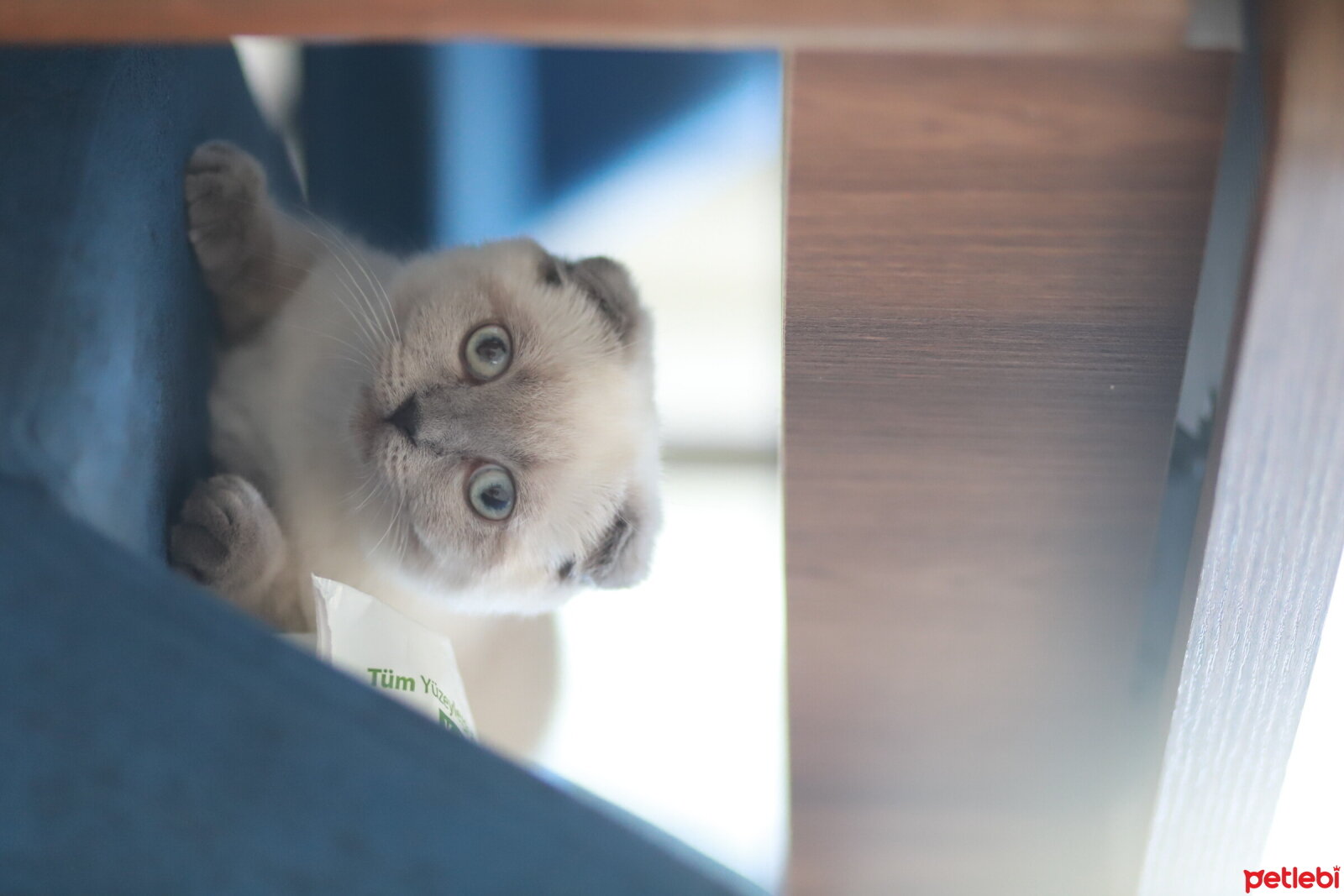 British Longhair, Kedi  Mila fotoğrafı