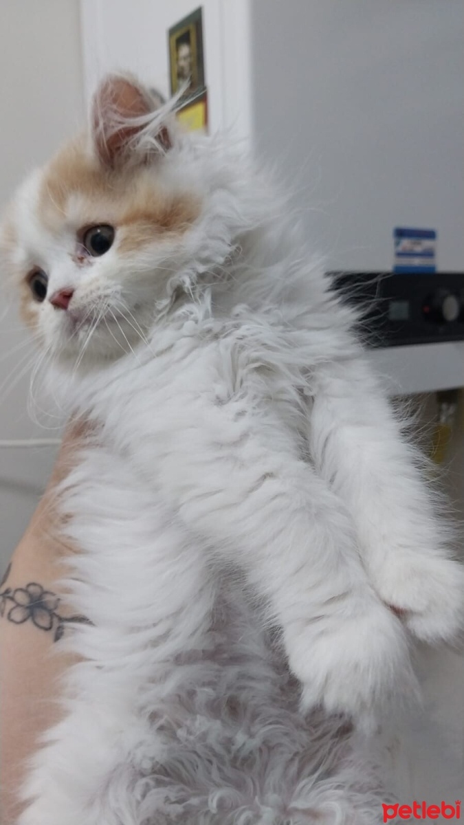 British Longhair, Kedi  Balım fotoğrafı