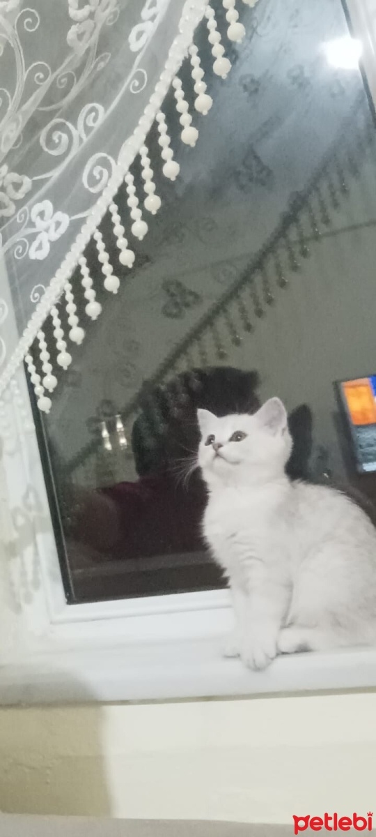 British Shorthair, Kedi  BULUT fotoğrafı