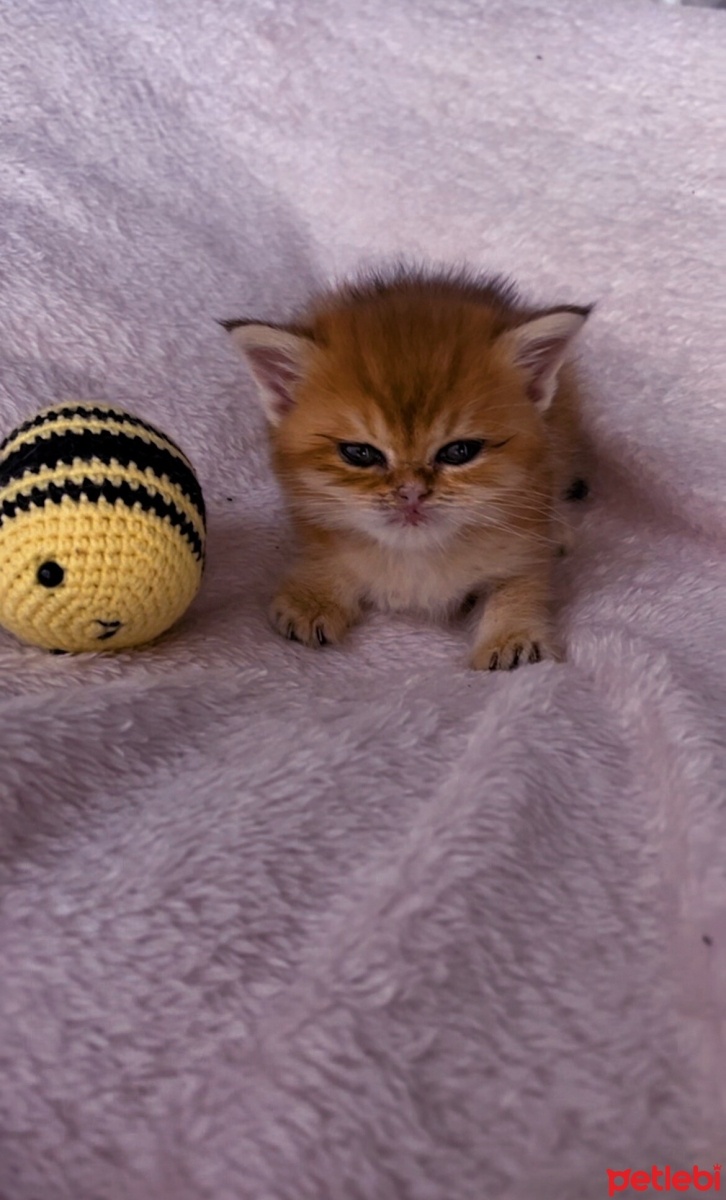 British Shorthair, Kedi  Nina fotoğrafı