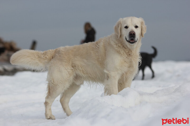 Golden Retriever, Köpek  ŞWİA  fotoğrafı