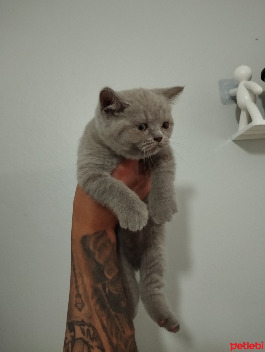 British Shorthair, Kedi  Medusa fotoğrafı