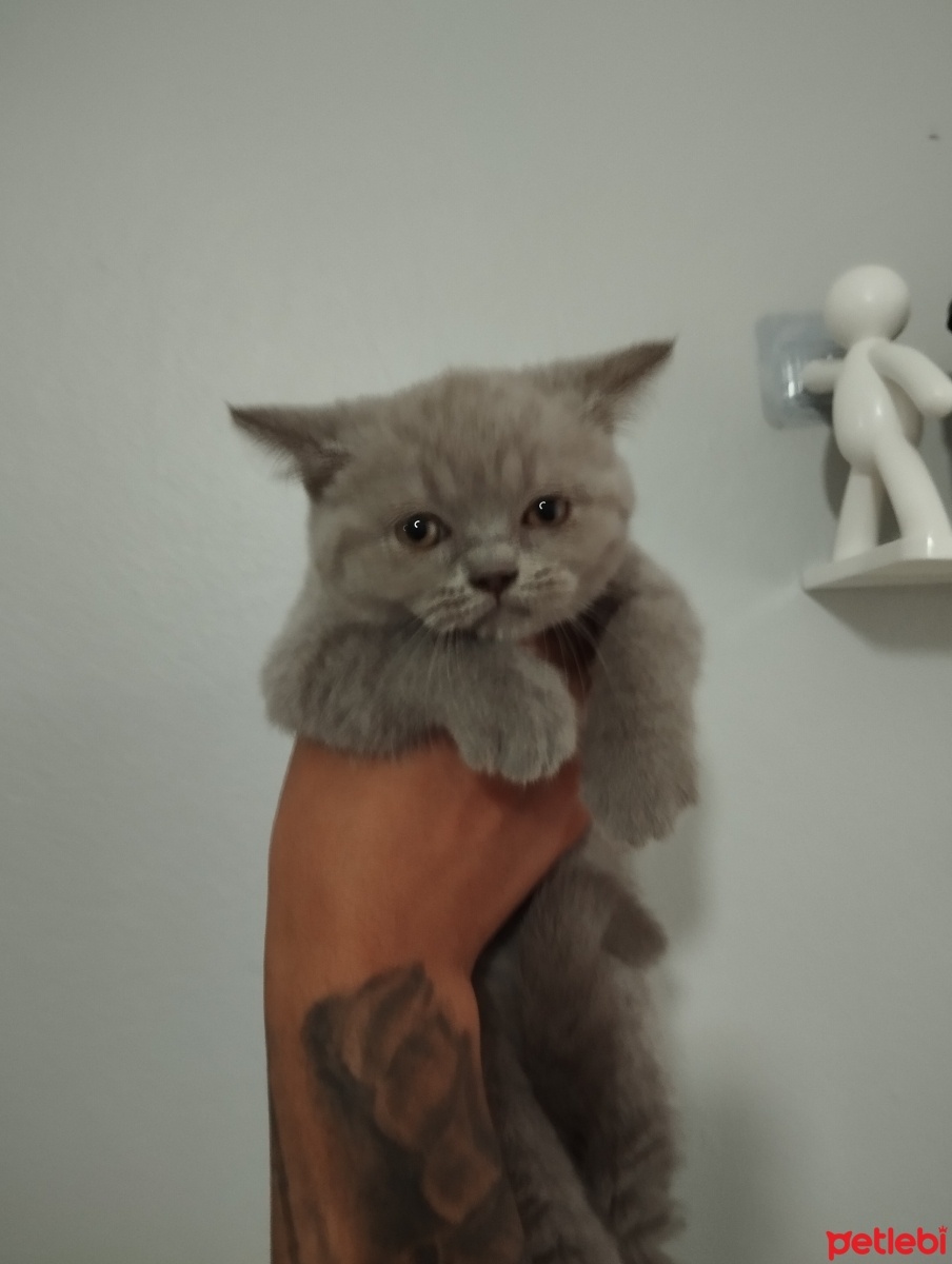 British Shorthair, Kedi  Medusa fotoğrafı