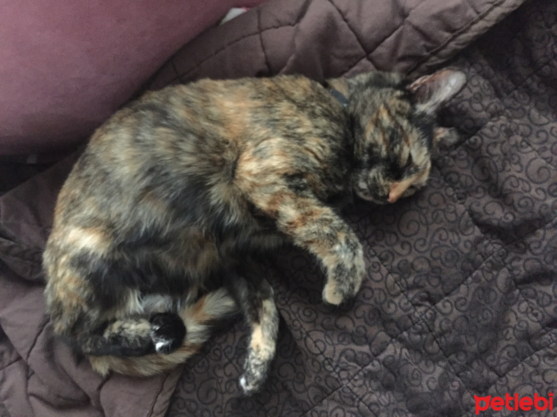 Tekir Kedi, Kedi  Bella fotoğrafı