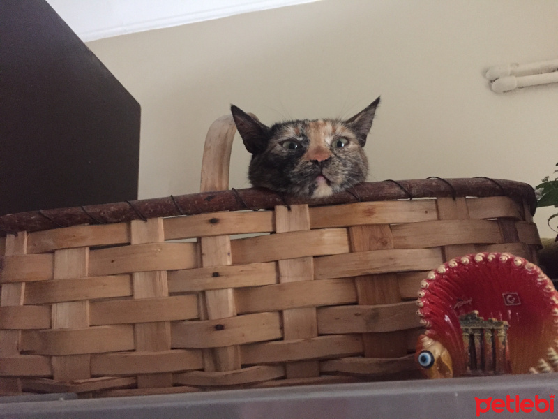Tekir Kedi, Kedi  Bella fotoğrafı