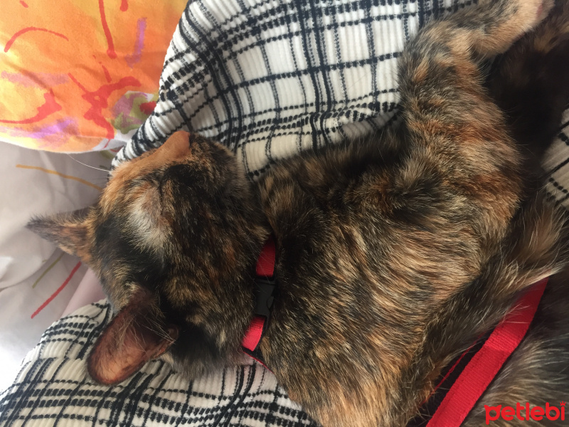 Tekir Kedi, Kedi  Bella fotoğrafı