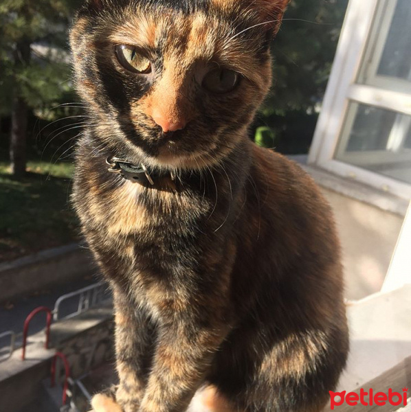 Tekir Kedi, Kedi  Bella fotoğrafı