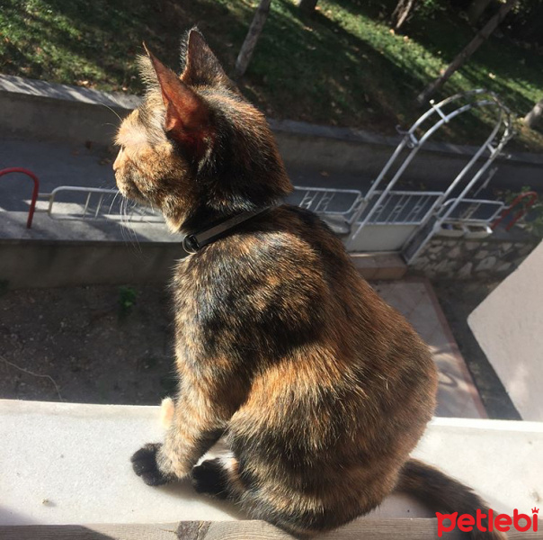 Tekir Kedi, Kedi  Bella fotoğrafı