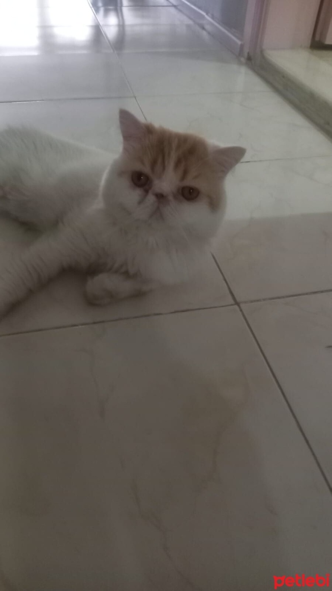 Exotic Shorthair, Kedi  Altan fotoğrafı
