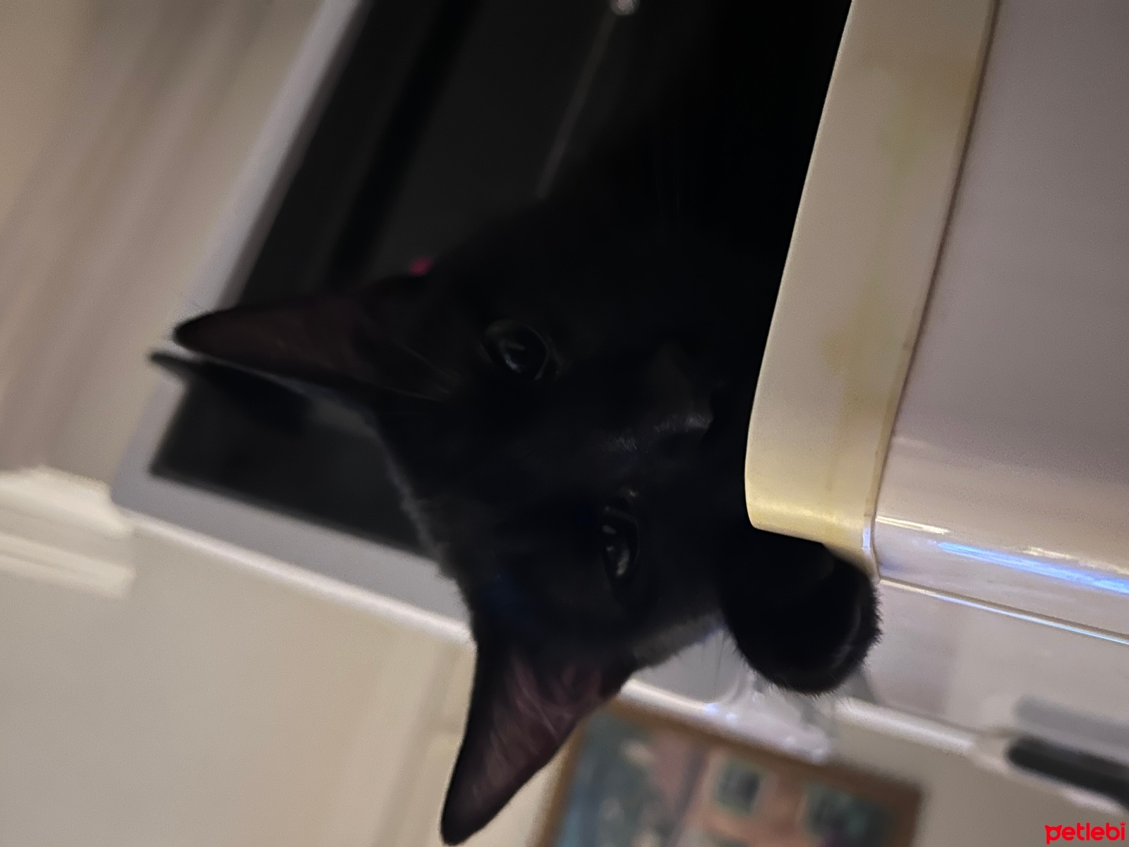 Bombay, Kedi  Lisa fotoğrafı