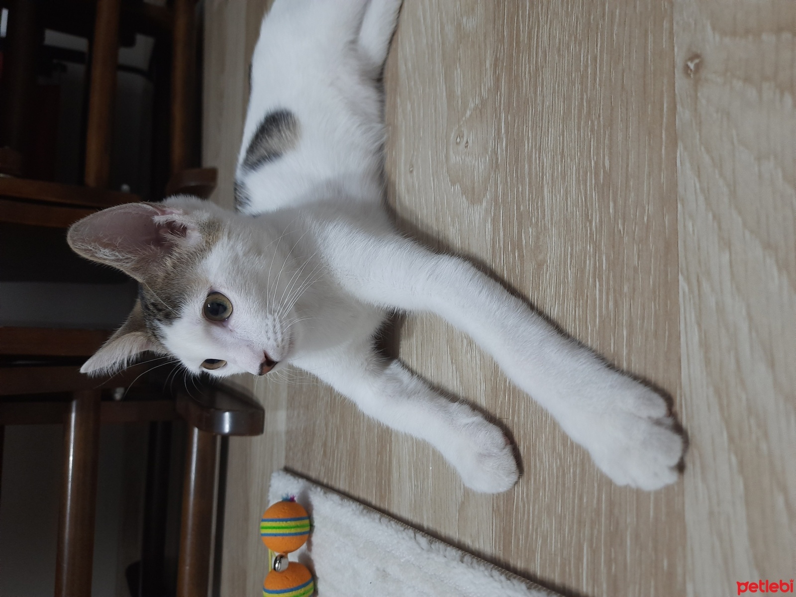 Tekir Kedi, Kedi  Pamuk fotoğrafı