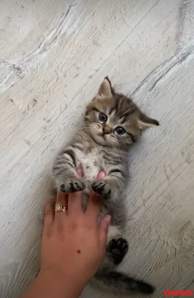 British Shorthair, Kedi  Paşa fotoğrafı