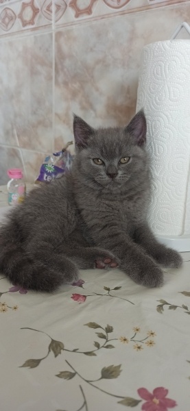British Shorthair, Kedi  Kaju fotoğrafı