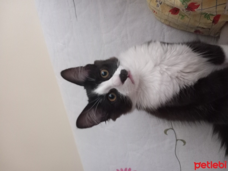 Tekir Kedi, Kedi  minnoş fotoğrafı