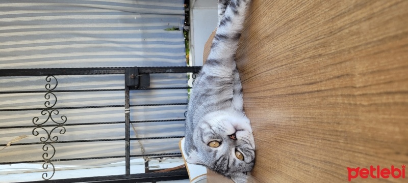 Scottish Fold, Kedi  Gece fotoğrafı