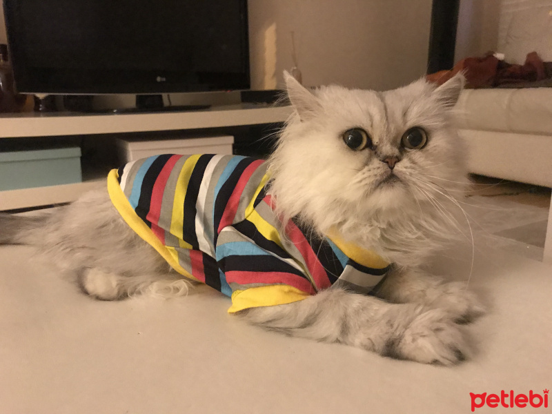 Chinchilla, Kedi  Nino fotoğrafı