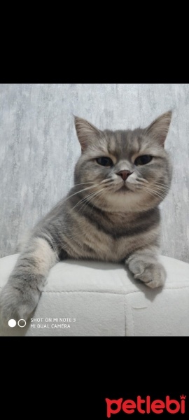 British Shorthair, Kedi  Duman fotoğrafı