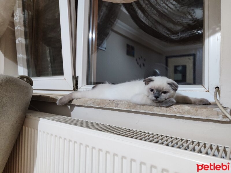 Scottish Fold, Kedi  Ekru fotoğrafı