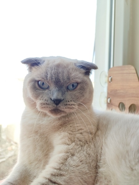 Scottish Fold, Kedi  Ekru fotoğrafı