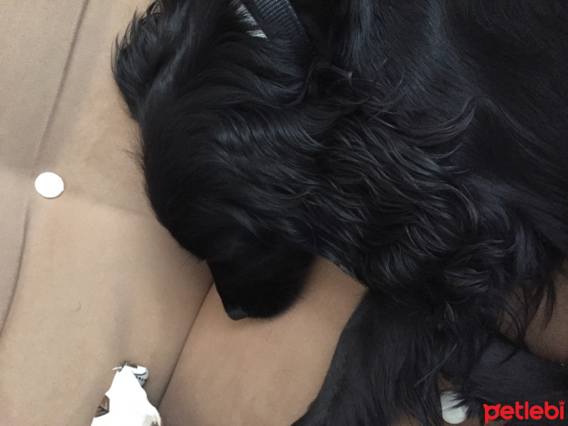 Amerikan Cocker Spaniel, Köpek  Chivas fotoğrafı