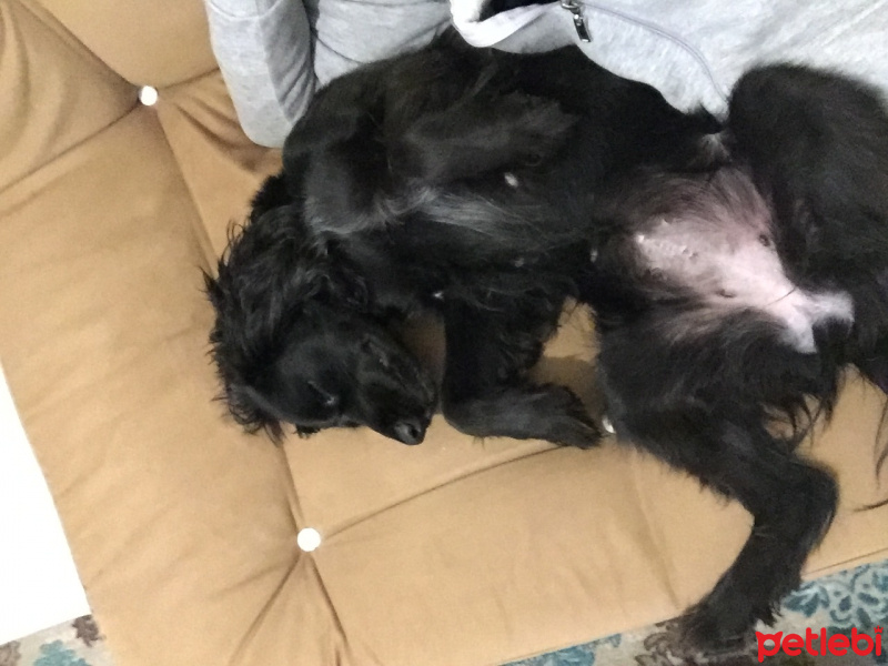Amerikan Cocker Spaniel, Köpek  Chivas fotoğrafı