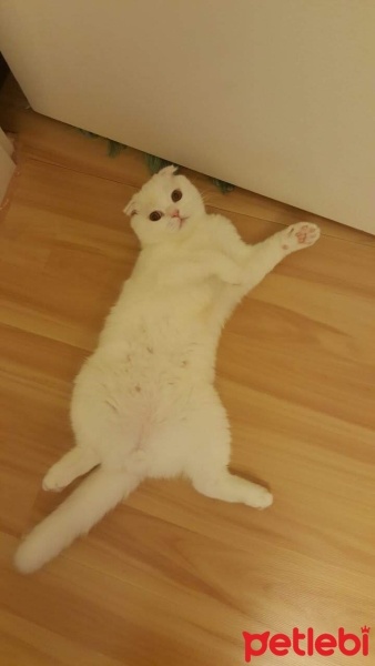 Scottish Fold, Kedi  ponçik fotoğrafı