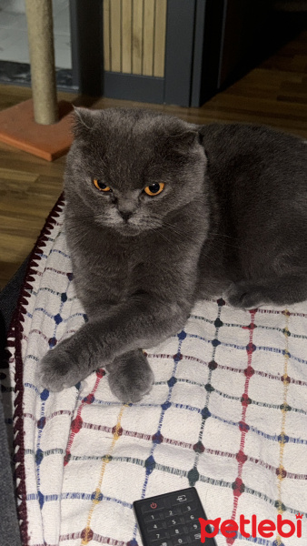 Scottish Fold, Kedi  bihter fotoğrafı