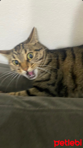 Tekir Kedi, Kedi  Luna fotoğrafı
