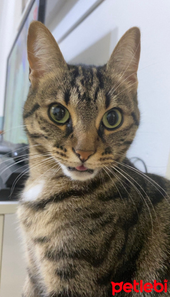 Tekir Kedi, Kedi  Luna fotoğrafı