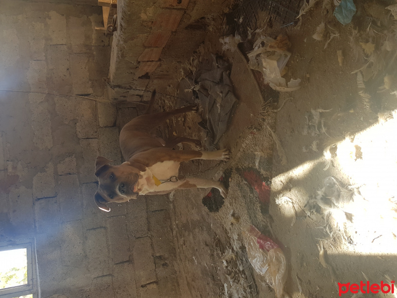Amerikan Pitbull Terrier, Köpek  Pablo fotoğrafı