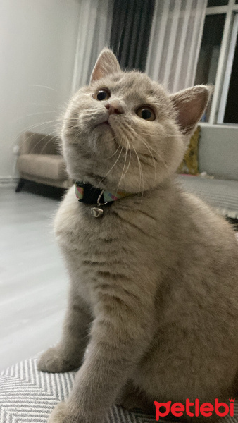 British Shorthair, Kedi  Dilber fotoğrafı